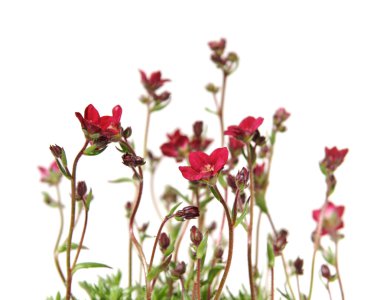 Red Saxifrage (Saxifraga) isolated on white clipart