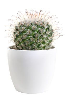 Cactus about to bloom, in a white pot, isolated clipart