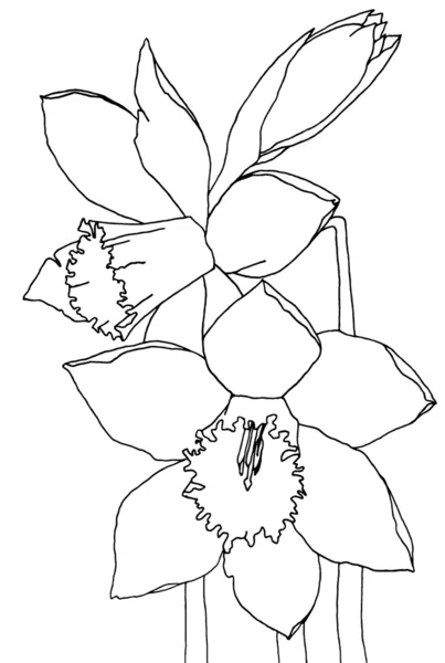 Daffodils hand drawing with smoothed lines — Stock Photo, Image