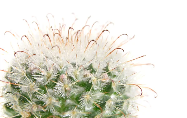Cactus about to bloom, top if the plant, isolated — Stock Photo, Image