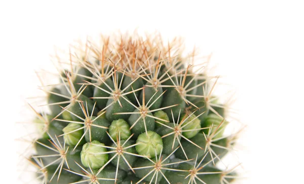 Cactus sur le point de fleurir, sommet si la plante, isolé — Photo