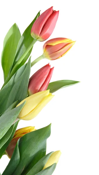 Borda de tulipas amarelas, variegadas e vermelhas isoladas em branco — Fotografia de Stock