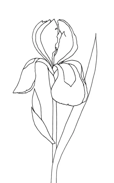 Iris - ruční kreslení s vyhlazenými spojnicemi — Stock fotografie