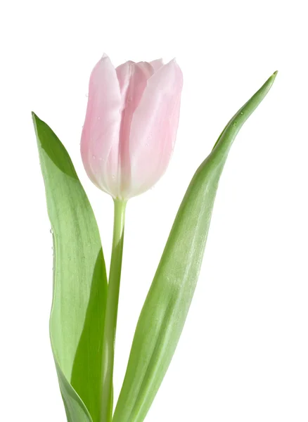Бледно-розовый тюльпан изолирован, капли воды — стоковое фото