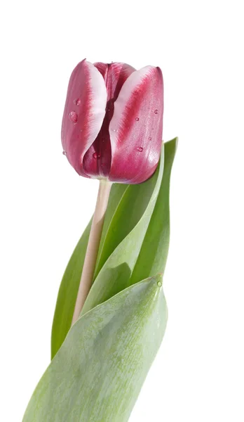 Variegated purple tulip isolated, water drops — Stock Photo, Image