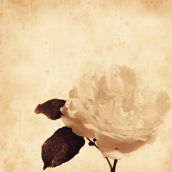 Oud papier achtergrond met ouderwetse roos, water drops — Stockfoto