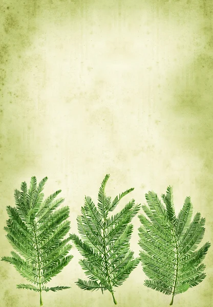 Старий паперовий фон з листям мімози "друкується" на нижній частині b — стокове фото