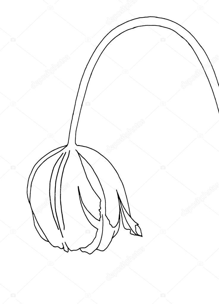 Wilting tulip - hand drawing with smoothed lines