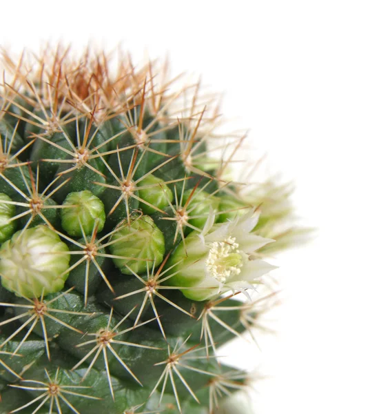 Blooming cactus, isolated — Stock Photo, Image