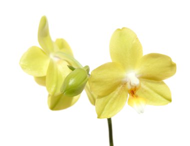 beyaz izole sarı phalaenopsis orkide,