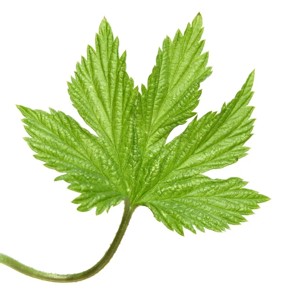 Young wild hops leaf, isolated — Stock Photo, Image