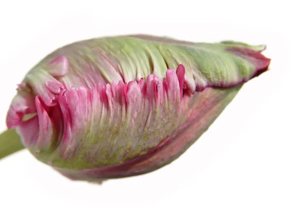Parrot tulip bud lower border, isolated — Stock Photo, Image
