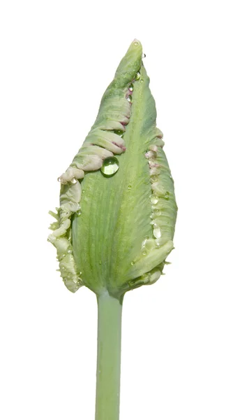 Papegoja tulip bud, vatten droppar, isolerade — Stockfoto