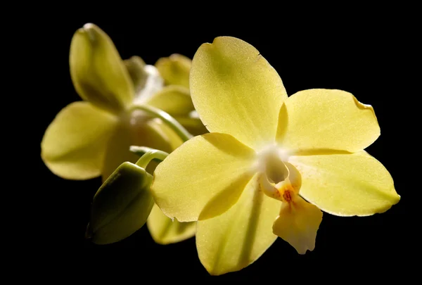 Orchidea phalaenopsis gialla, isolata su nero , — Foto Stock