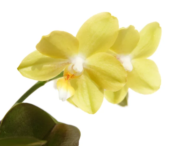 Orquídea de phalaenopsis amarela, isolada sobre branco , — Fotografia de Stock