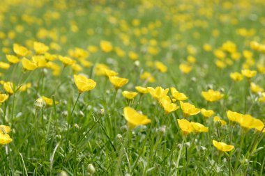 buttercups