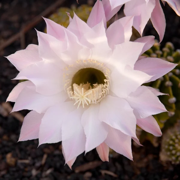 Bleke roze Cactusbloem — Stockfoto