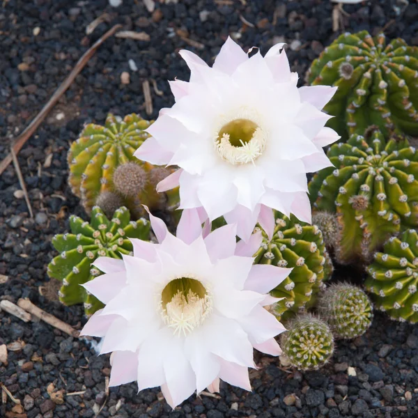 Světle růžový kaktusový květ — Stock fotografie