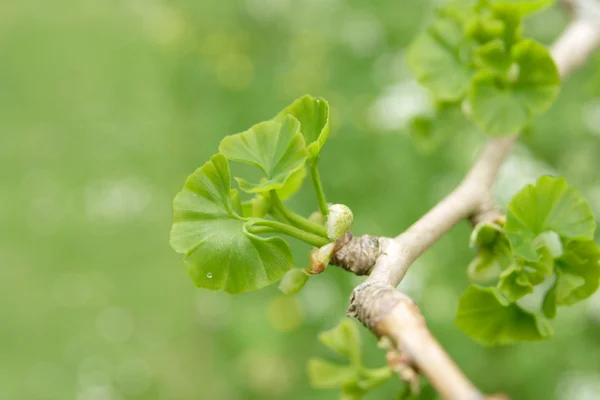 Young leaves of Ginkgo biloba, boke copyspace to the left — Stock Photo, Image