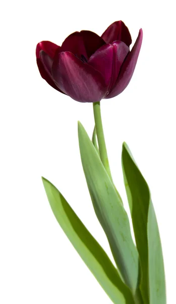 Dark parrot tulip isolated — Stock Photo, Image