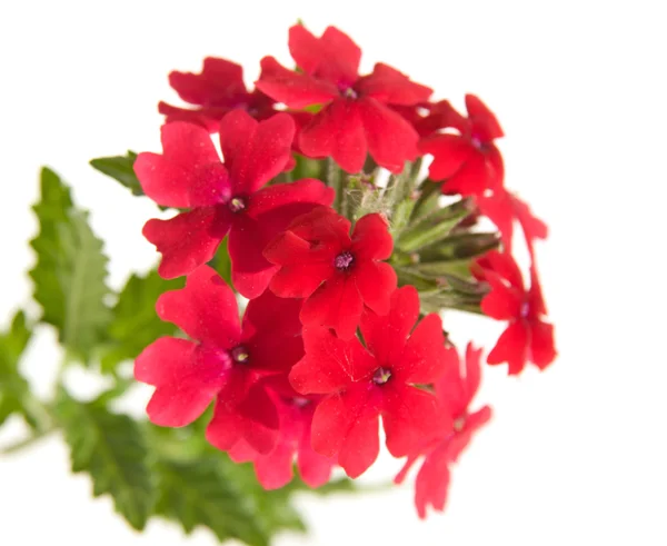 Red garden verbena — Stock Photo, Image