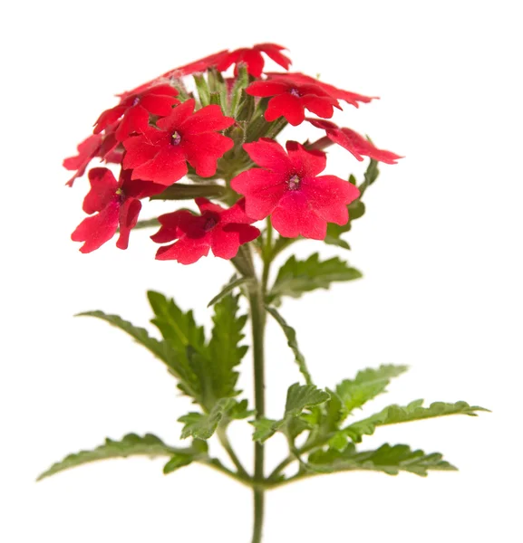 Verbena jardim vermelho — Fotografia de Stock