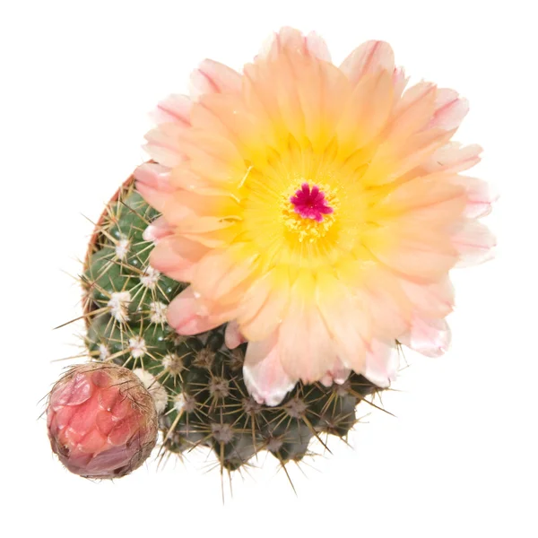 Kvetoucí kaktus, izolované — Stock fotografie