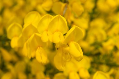 Çiçek açan coomon süpürge (Cytisus scoparius