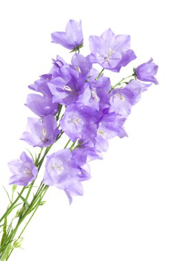 Bellflower (campanula), buket, izole, sağdaki boşaltmak