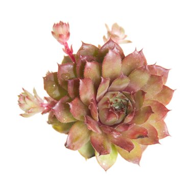 Sempervivum with new plantlets isolated on white clipart