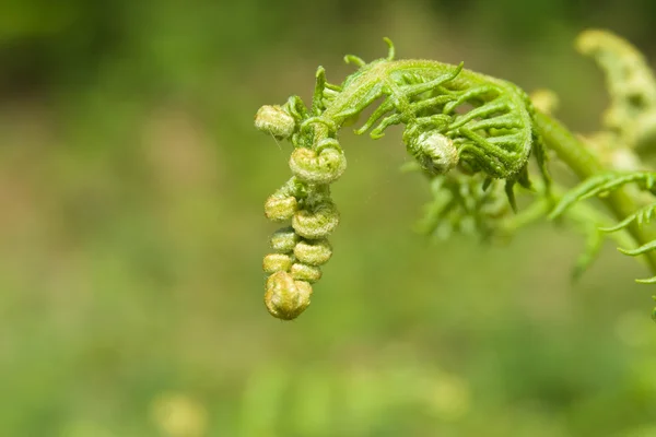 stock image Young bracken leaf