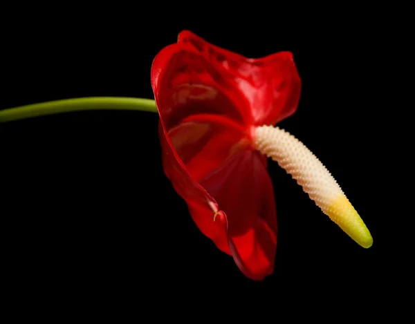 Anthurium vermelho, isolado em preto — Fotografia de Stock