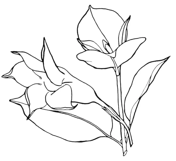 Opening Mandevilla (Dipladenia) flower, hand drawing with smooth ...