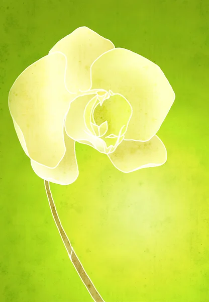 Storczyk Phalaenopsis kolaż — Zdjęcie stockowe