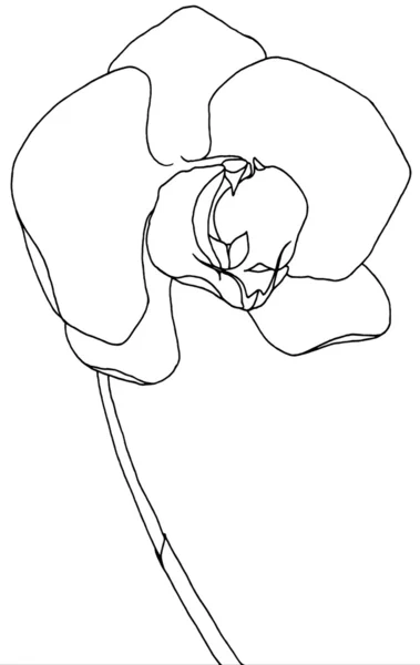 Phalaenopsis disegno a mano orchidea con linee levigate — Foto Stock