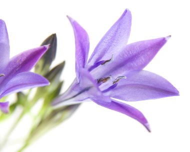 Brodiaea , clusterlily,bunch, isolated clipart