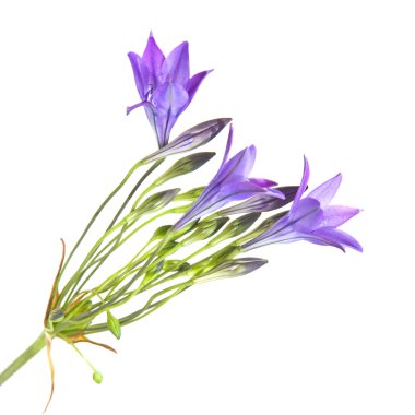 brodiaea, clusterlily, demet, izole