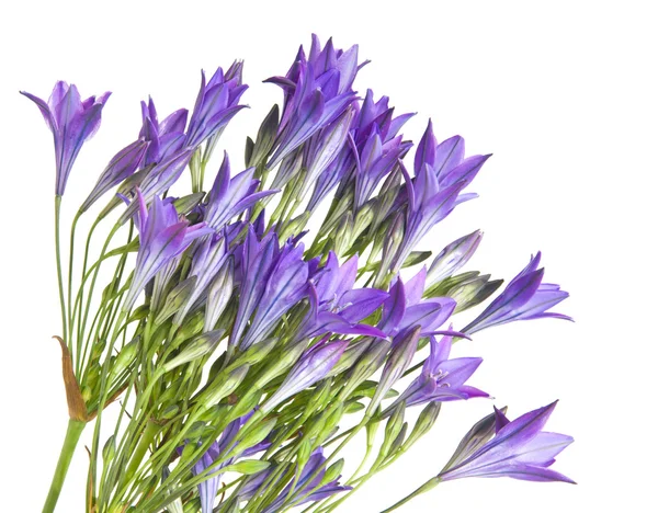 Brodiaea, clusterlily, bunch, isolated — стоковое фото