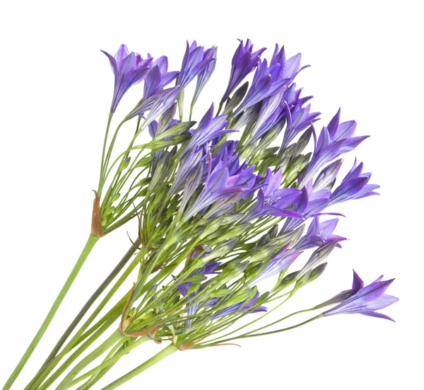 Brodiaea, clusterlily, bunch, isolated — стоковое фото