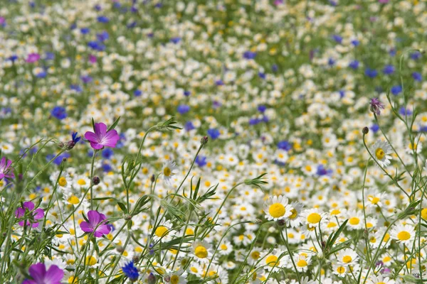 Corncockle 꽃과 여름 초원 배경 — 스톡 사진