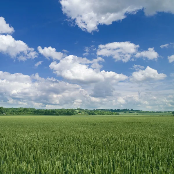 Ländliche Landschaft mit grünem Weizen — Stockfoto