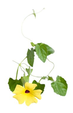 izole thunbergia (iri susan asma veya saati asma),