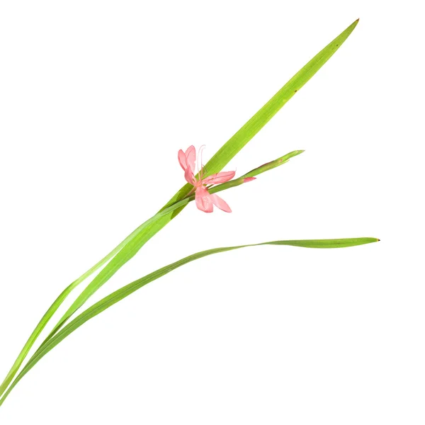 Schizostylis coccinea, bright pink variety, isolated — Stock Photo, Image