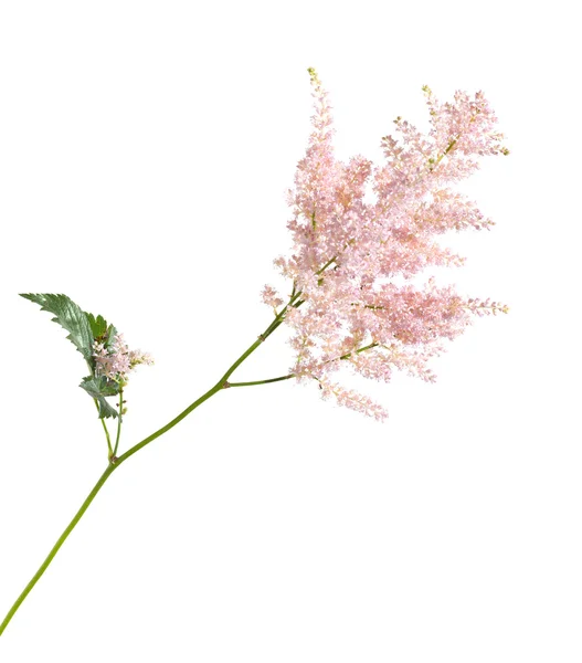 Light pink astilbe isolated — Stock Photo, Image
