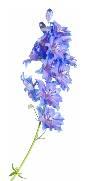 Světlé modré delphinium kvetoucích Spiku, izolované — Stock fotografie