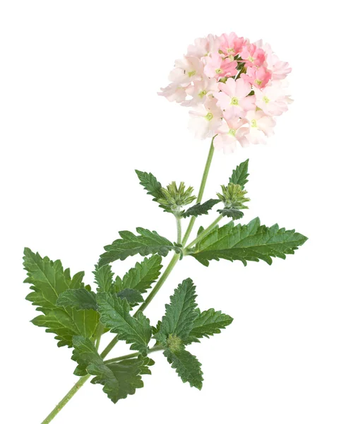 stock image Gentle pink garden verbena, variegated