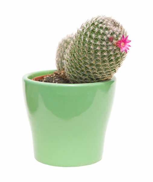 Florescimento cactis ina pote verde — Fotografia de Stock
