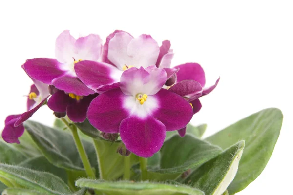 African violet closeup — Stock Photo, Image