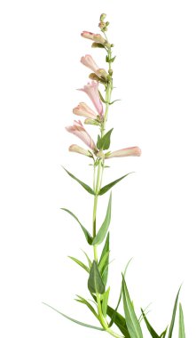 Pink Penstemon (Beard-tongue), isolated clipart