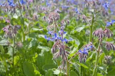 Hodan (Borago officinalis)